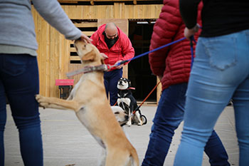 Jóvenes del centro cerrado de Graneros inician ciclo de adiestramiento canino