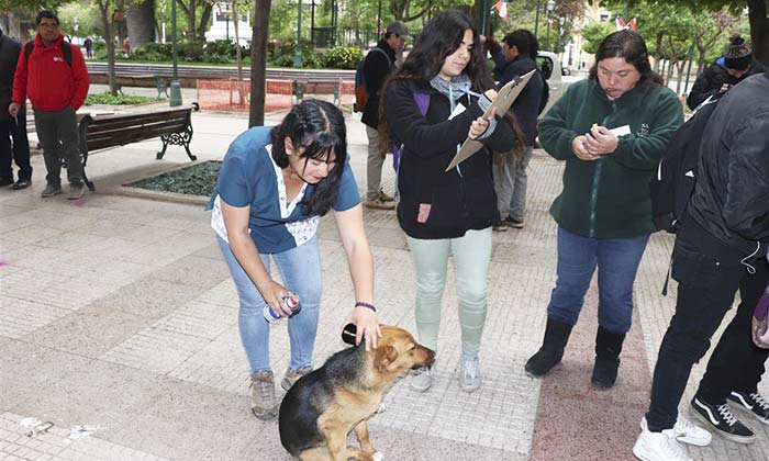 Comienza censo canino en centro de Rancagua