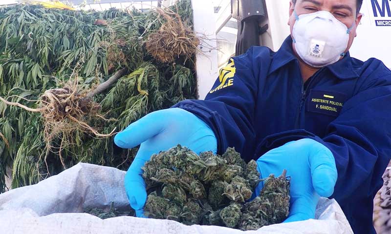 Detecta plantación de marihuana avaluada en $550 millones en Peralillo