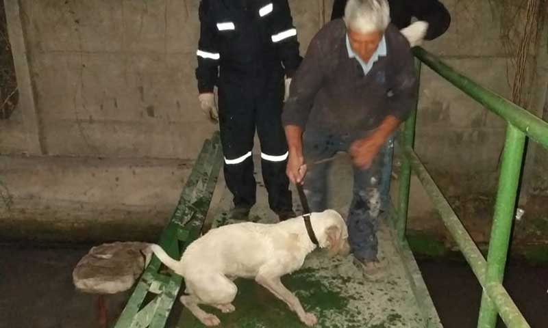 Perrito rescatado de un canal de Rancagua será puesto en adopción