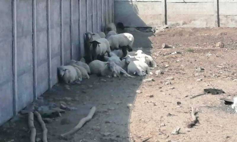Por maltrato animal PDI detiene a sujeto en Las Cabras