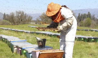 miel abeja