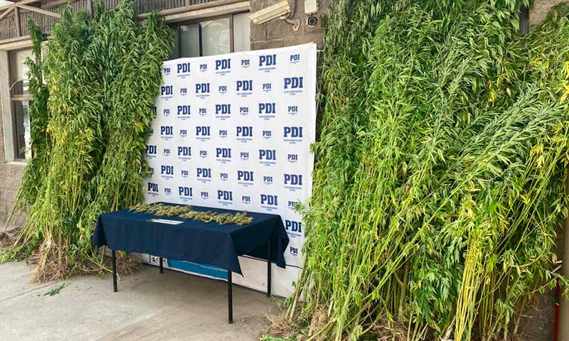 PDI incauta 200 plantas de marihuana en la comuna de Requínoa