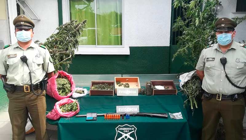 10 kilos y 17 plantas de marihuana encontraron Carabineros en Chépica