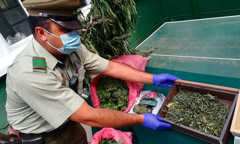 10 kilos y 17 plantas de marihuana encontraron Carabineros en Chépica