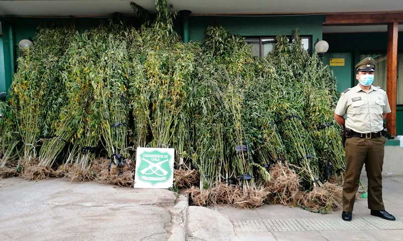 752 plantas de marihuana fueron descubiertas por Carabineros en Paredones