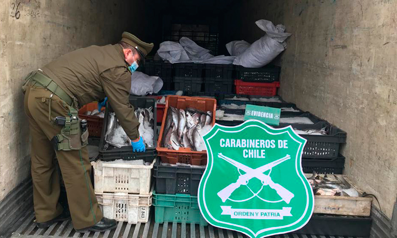 Carabineros y Sernapesca decomisaron 15 toneladas de merluza