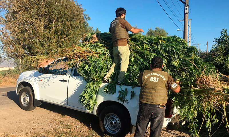 Cultivaban marihuana a 30 metros de la cárcel de Rancagua