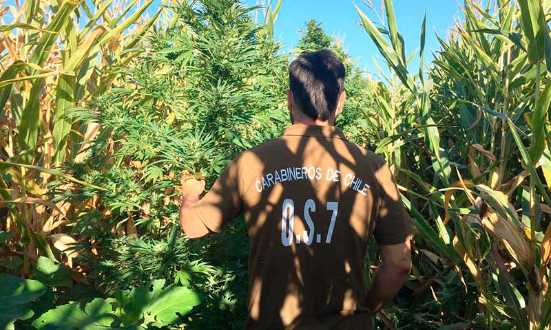 En maizal de La Palmilla Carabineros encontró plantación de marihuana