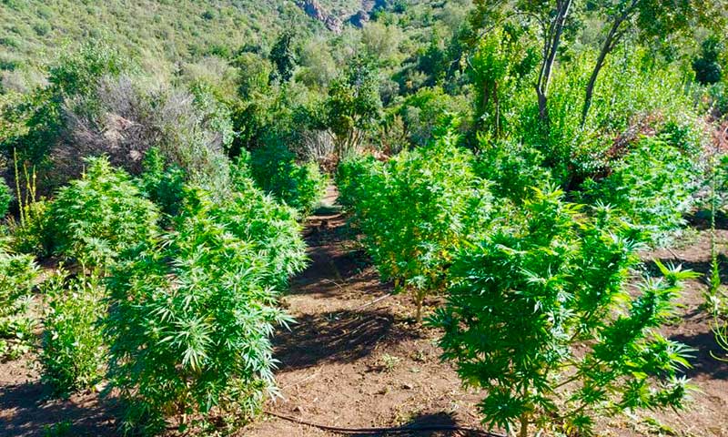 PDI descubre más de 400 plantas de marihuana en quebrada de Lolol