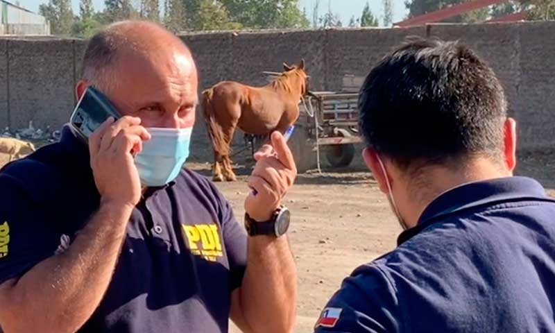 PDI encuentra en Santiago caballos que fueron robados en Pichidegua