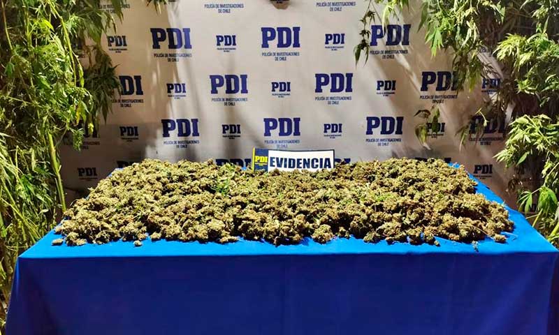 PDI incauta 580 plantas de marihuana desde parcela de Requínoa