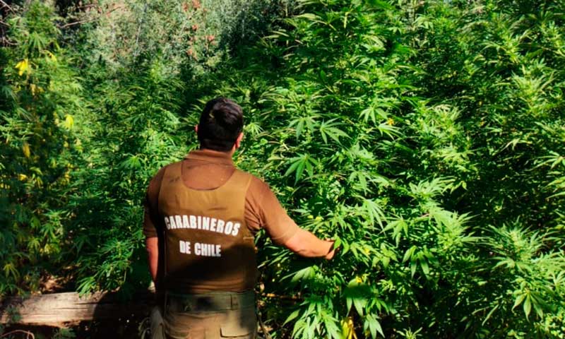 364 plantas de marihuana fueron encontradas por Carabineros en Litueche