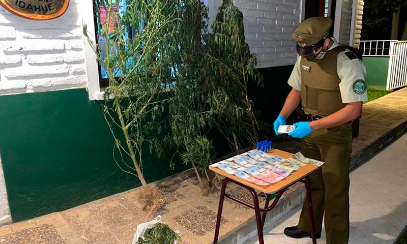 Carabineros encuentra plantas de marihuana en Coltauco