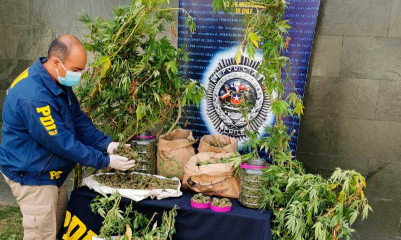 Incautan más de 14 kilos de marihuana desde vivienda en Nancagua