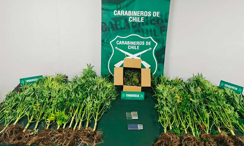 Carabineros encuentra marihuana en domicilio de villa Rancagua Norte