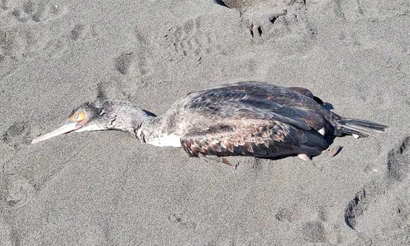 Equipos del SAG O’Higgins verifican denuncia de aves muertas en Pichilemu