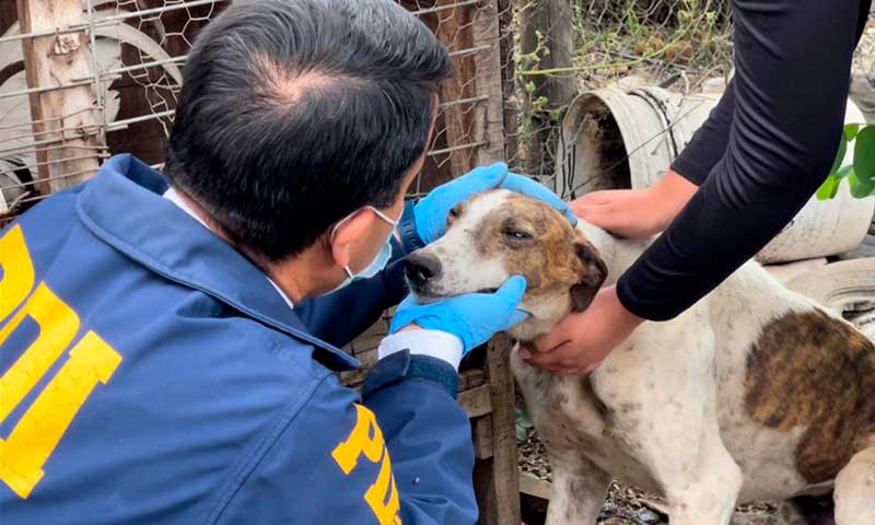 Fundación animalista y PDI rescatan más de veinte perros en Mostazal