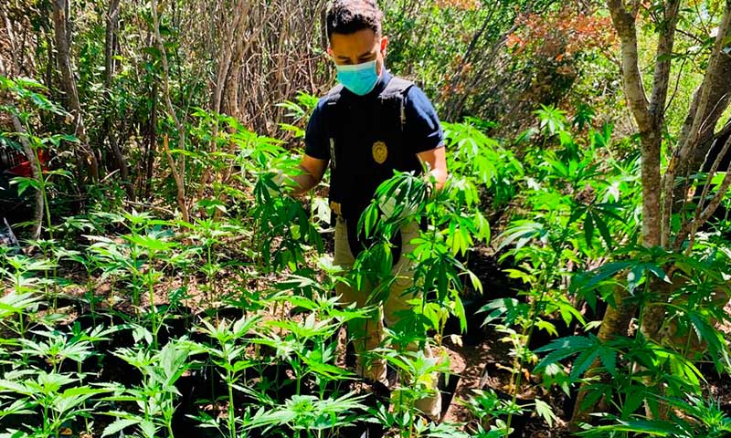 Incautan 78 plantas de marihuana ocultas en cerros de Coltauco