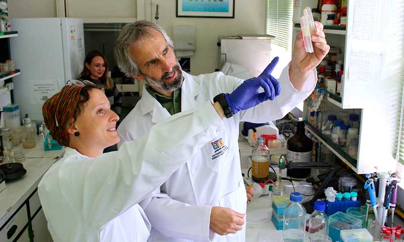 Investigadores chilenos hacen antibiótico a partir del erizo y se adjudican patente en EE.UU.