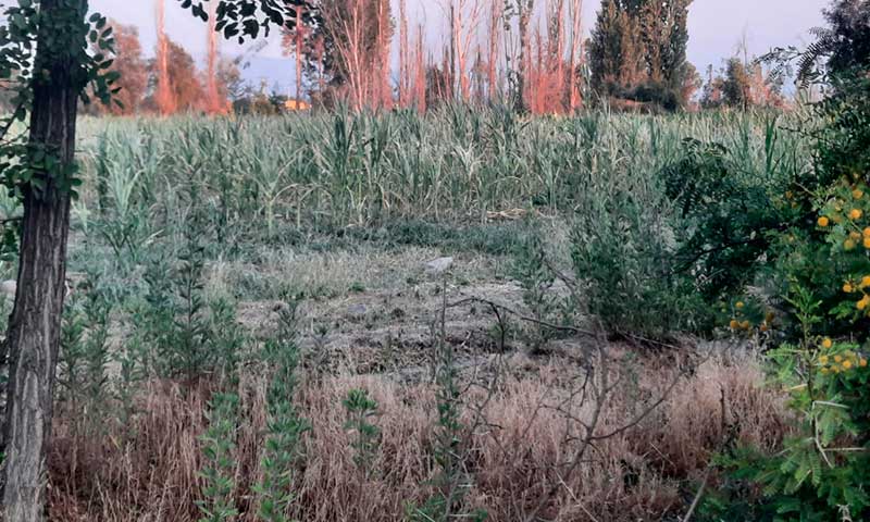 DGA no reconoce derechos: 120 familias de Doñihue perderían sus cosechas por falta de riego