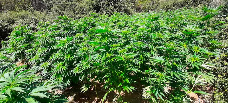 3.200 plantas de marihuana son descubiertas en Pumanque por un valor de más de diez mil millones de pesos