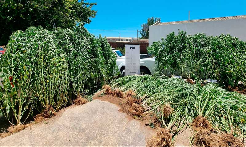 Incautan marihuana avaluada en más de $100 millones en Paredones