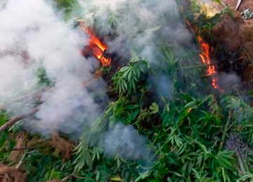 PDI detecta 7.400 plantas de marihuana en Chimbarongo