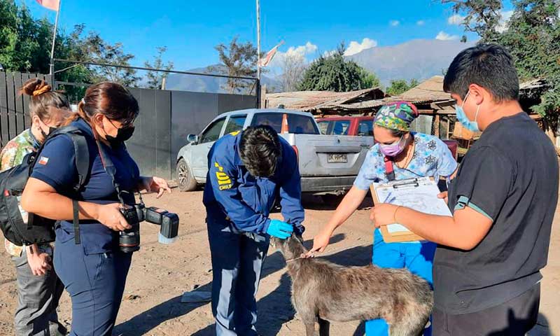 PDI y fundación animalista rescatan 10 perros desde asentamiento en Mostazal