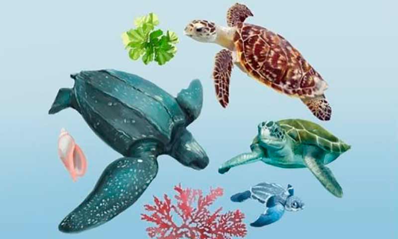 Lanzarán manual de rehabilitación de tortugas marinas