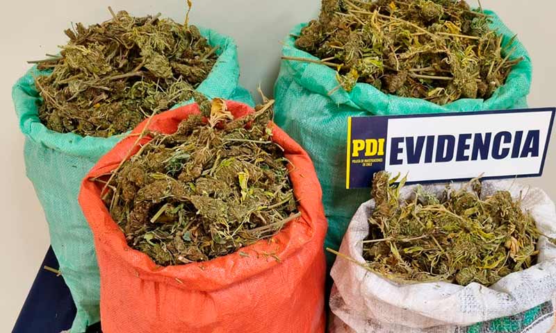 PDI encuentra marihuana avaluada en más de 5.800 millones de pesos en San Fernando