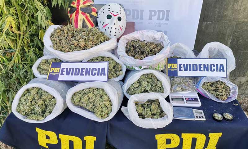 PDI incautó marihuana avaluada en 45 millones en Pumanque