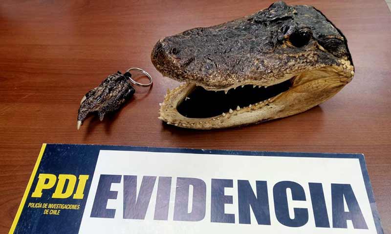 PDI incautó partes de lagartos que eran vendidas en el paseo estado de Rancagua