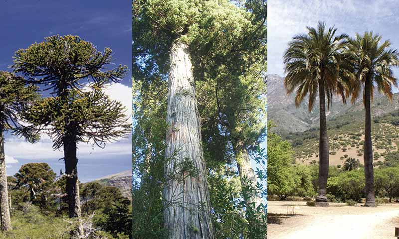 15 árboles nativos representativos de la vegetación chilena