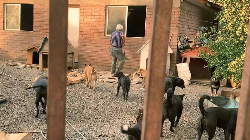 Campaña Solidaria para Sonia Nallar, cuidadora de más de 100 perritos