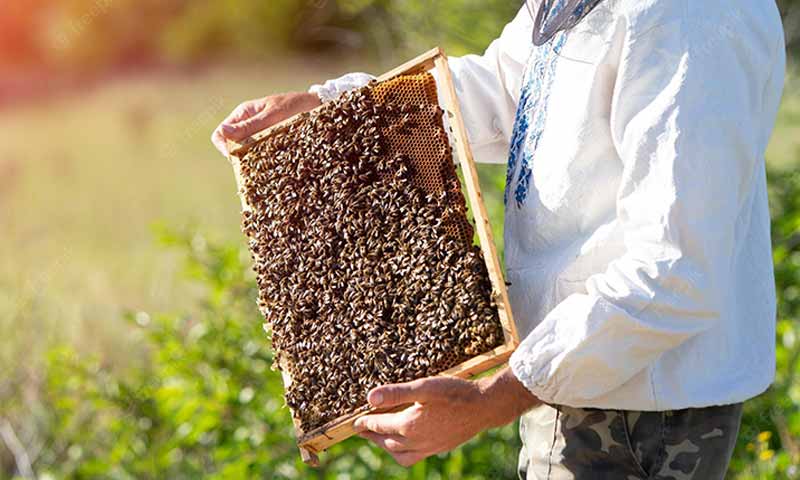 Investigadores buscan crear sistema a nivel mundial que pronostique la producción de miel
