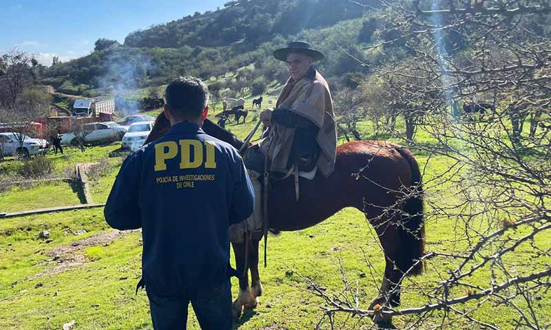 PDI recupera en la Región de O’Higgins cerca de 64 caballos robados en la zona central