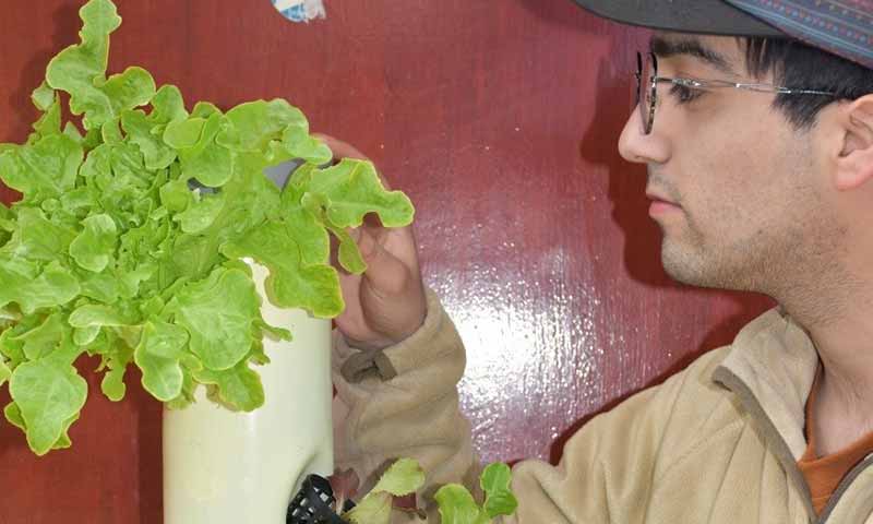 Estudiante de la comuna de San Fernando ideó producción vertical de hortalizas