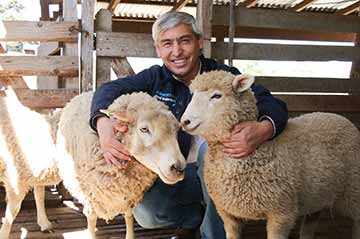 Científicos chilenos logran crear raza de ovejas de alta fertilidad