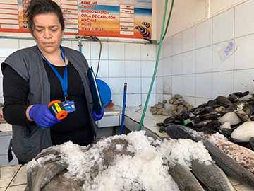 En Pichilemu seremi de Salud fiscaliza pescados y mariscos