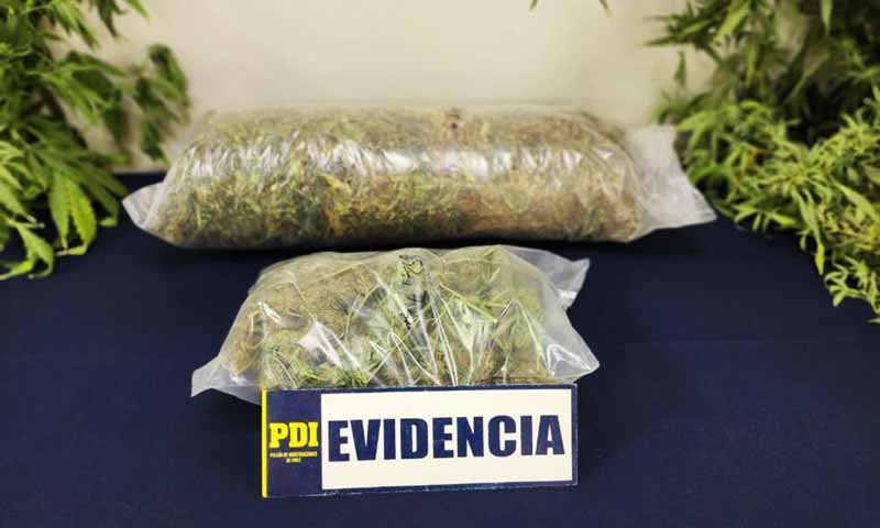 Gracias a denuncia anónima PDI incautó 2,5 kilos de marihuana en la comuna de Placilla