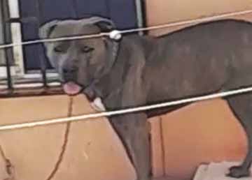 Municipio de Graneros recupera perro que era maltratado y herido por su dueño