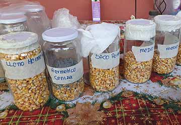 Agricultores de San Vicente aprenden a cosechar y conservar semillas tradicionales
