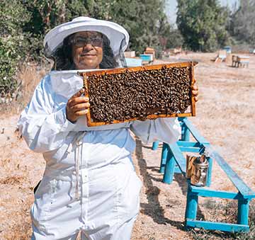 apicultura abejas