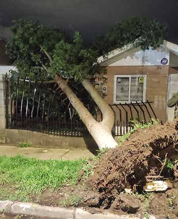 Caídas de árboles y una sede vecinal destruida es el saldo del temporal en Graneros