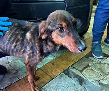 PDI rescata animales maltratados en comunas de Rancagua y San Vicente