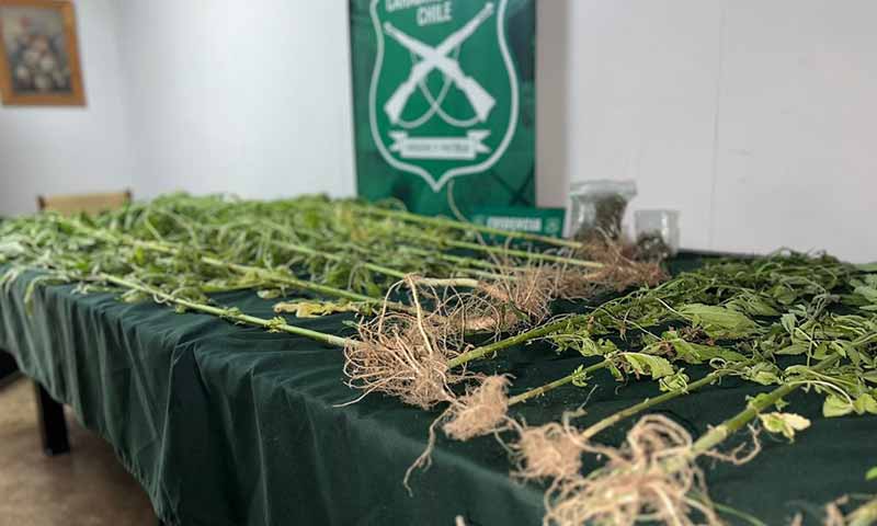 Carabineros incauta doce plantas de marihuana encontradas en un domicilio de Doñihue