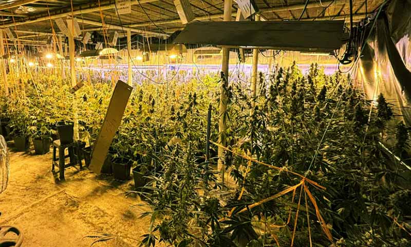 Masivo decomiso de casi 5 mil plantas de marihuana en Quinta de Tilcoco