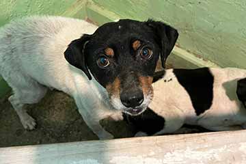 Graneros inaugura albergue de emergencia para animales de familias afectadas por el sistema frontal