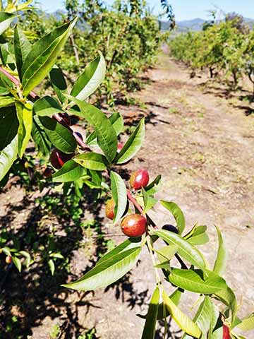 Agricultores del tranque Millahue arriesgan perder la temporada por falta de agua